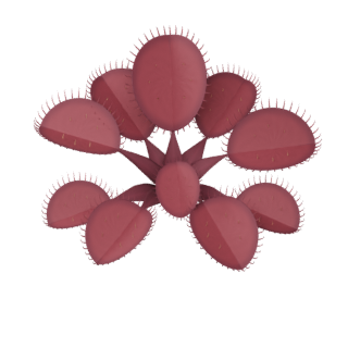 Illustration of a burgundy Red Dragon Venus flytrap