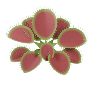Illustration of a Venus flytrap with larger mature traps