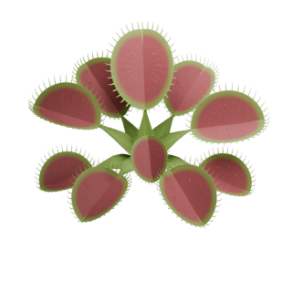 Illustration of a green flytrap with long marginal teeth