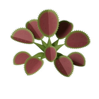 Illustration of a flytrap with short triangular marginal teeth